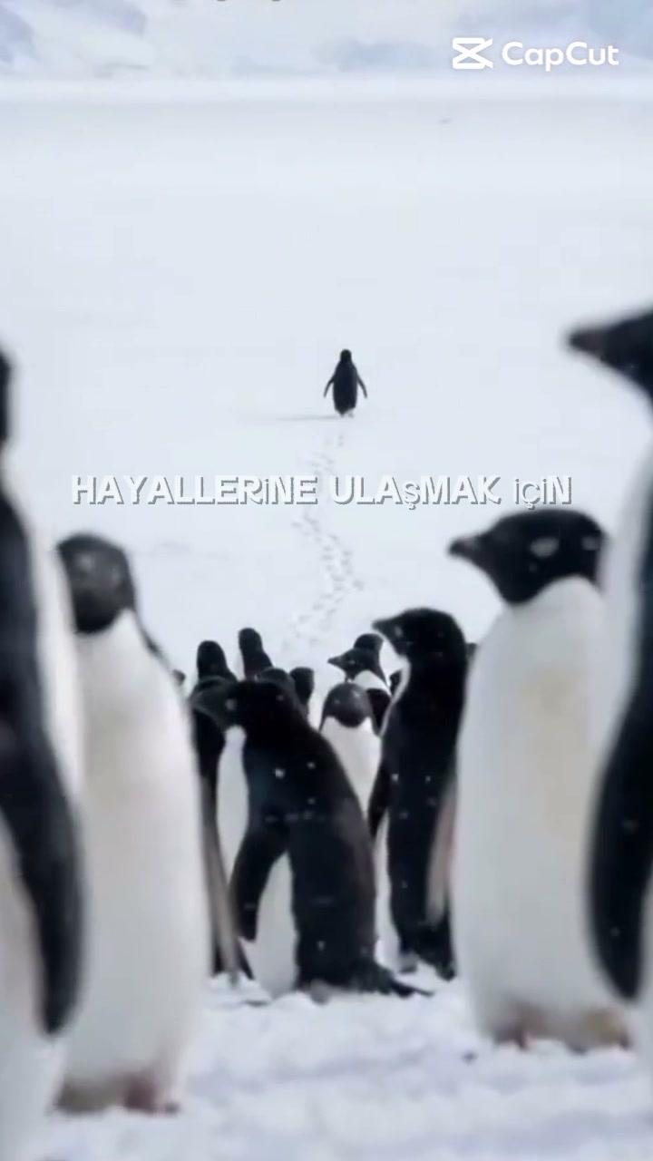 Türkçe 