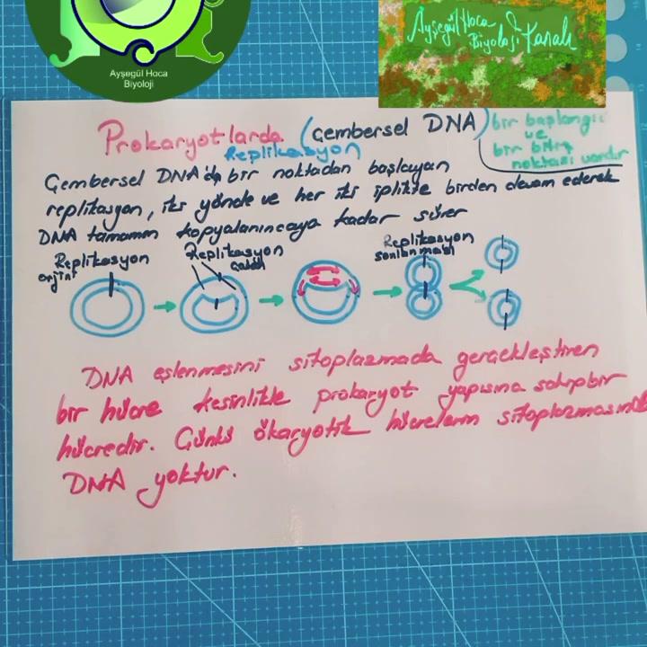 "Prokaryotlarda  DNA Replikasyonu"(12. sınıf ve Mezunlara )