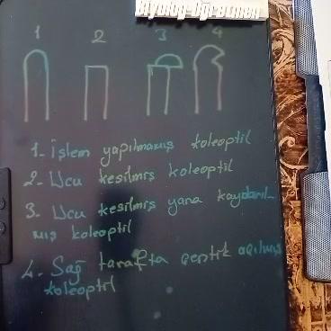 Koleoptil  nedir?Koleoptilli soru Çözümü