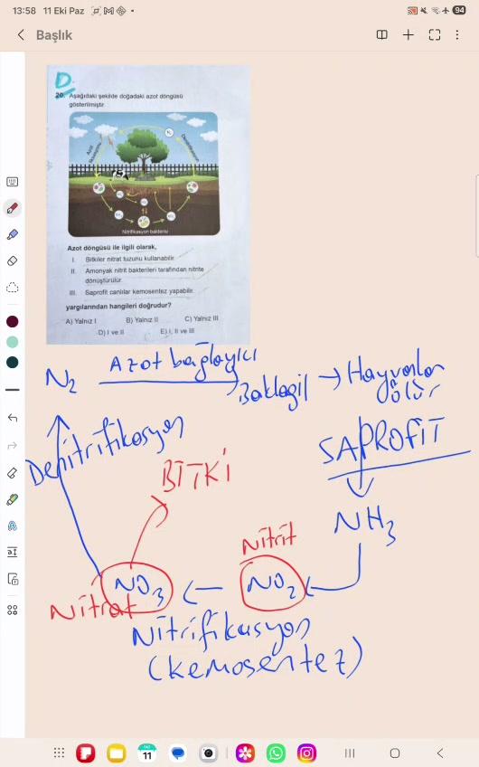 Azot Döngüsüne Kısa bir Bakış