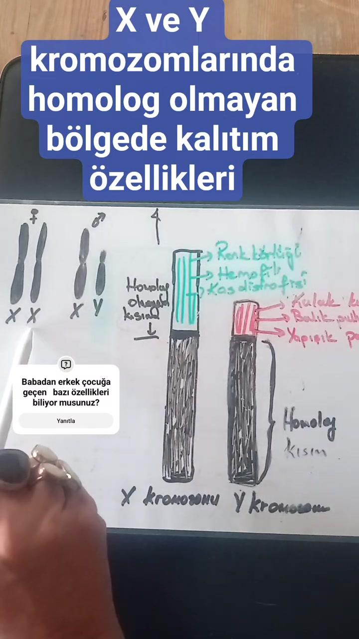 Eşeye Bağlı Kalıtım (12. SINIF VE MEZUN ) ÖNEMLİ 