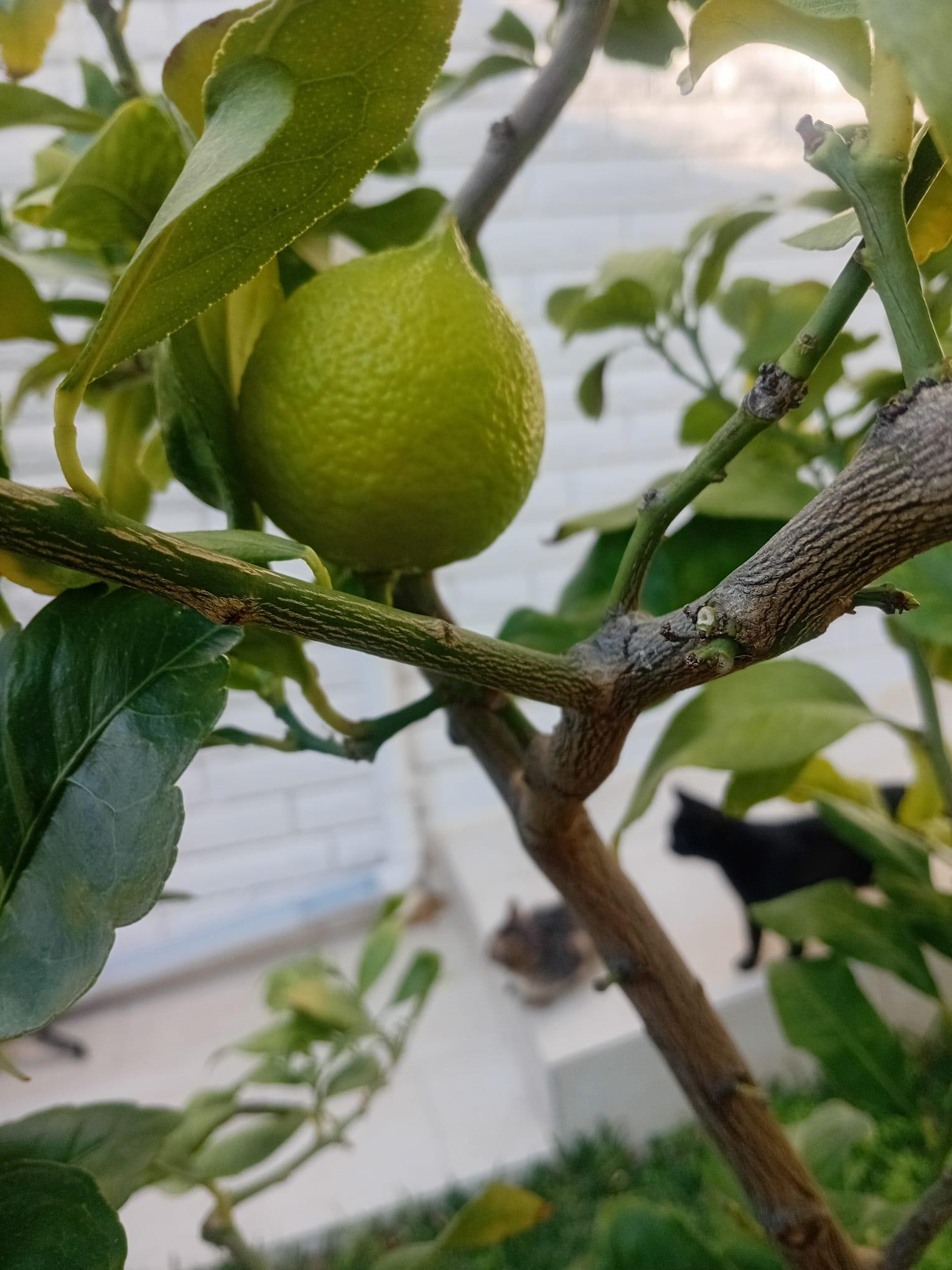Bitki Biyolojisi-Limon Ağacında Gözlem-Fotosentez