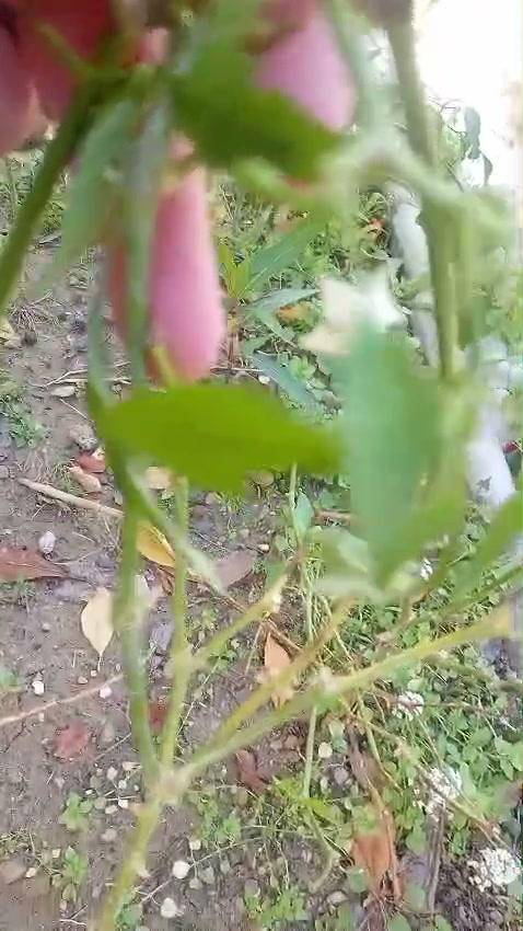 Bitkide  Çiçekten Meyve Oluşumu(Yediğimiz sebzelerin hangileri meyve ?)