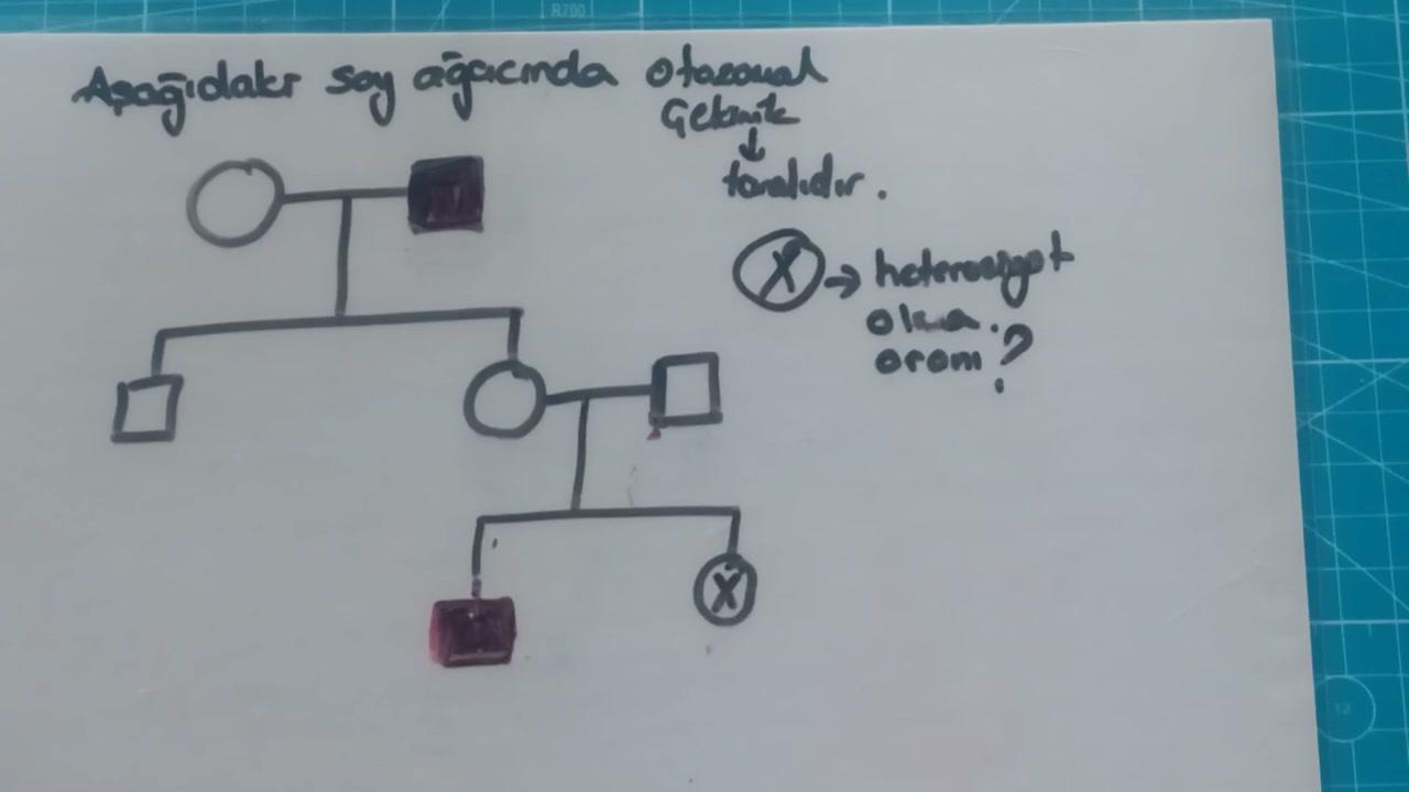 Otozomal  Çekinik  Kalıtım Soru Çözümü